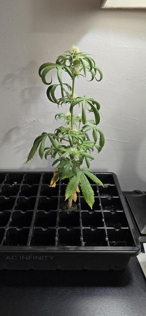 Papaya/Lemon Cherry Cookies. Week 7 - 11/17/2025 
The Other One 