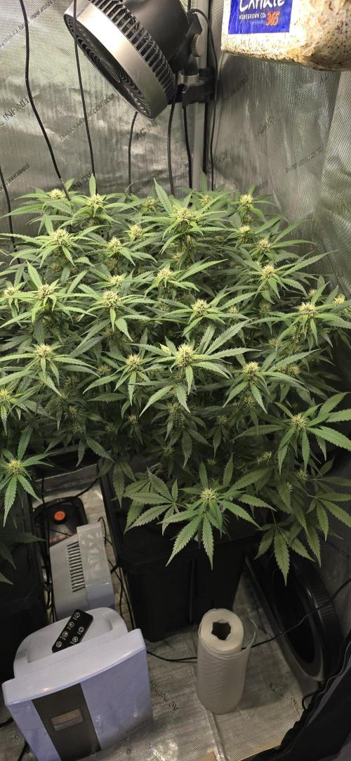 Papaya/Lemon Cherry Cookies. Week 8 - 11/18/2025 
Lemon Cherry Cookies 