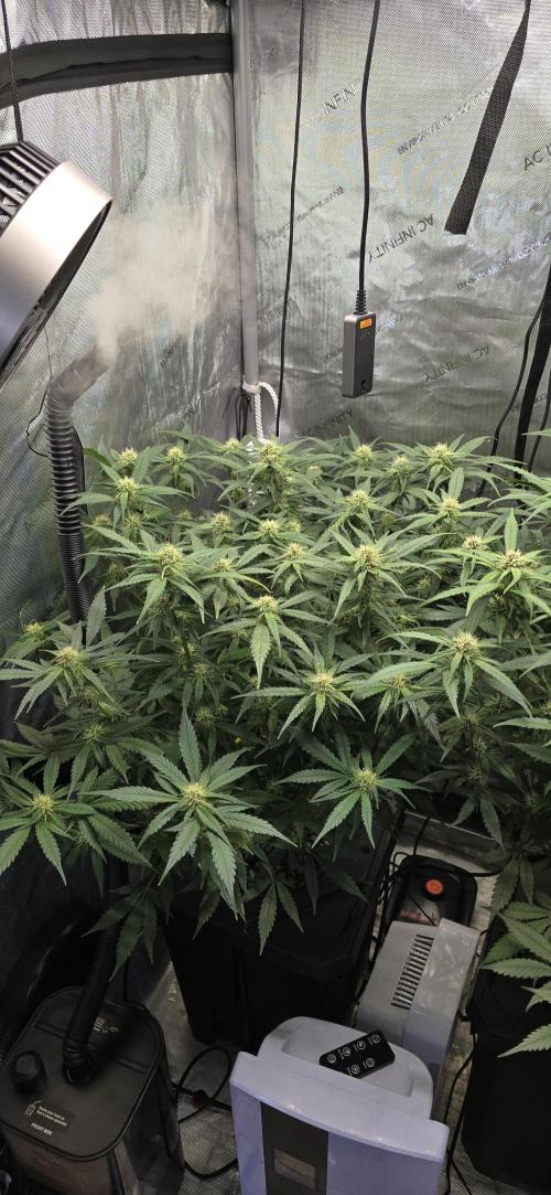 Papaya/Lemon Cherry Cookies. Week 8 - 11/18/2025 
Papaya Cookies 