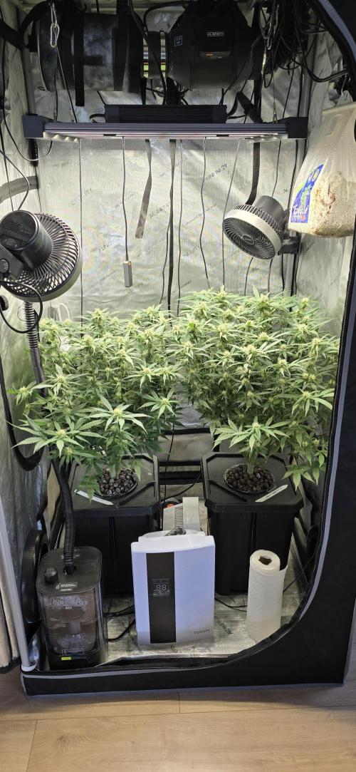 Papaya/Lemon Cherry Cookies. Week 8 - 11/18/2025 
Both ladies 