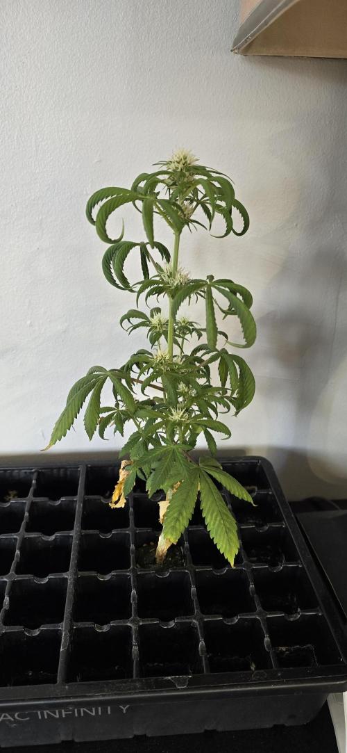 Papaya/Lemon Cherry Cookies. Week 8 - 11/18/2025 
This thing