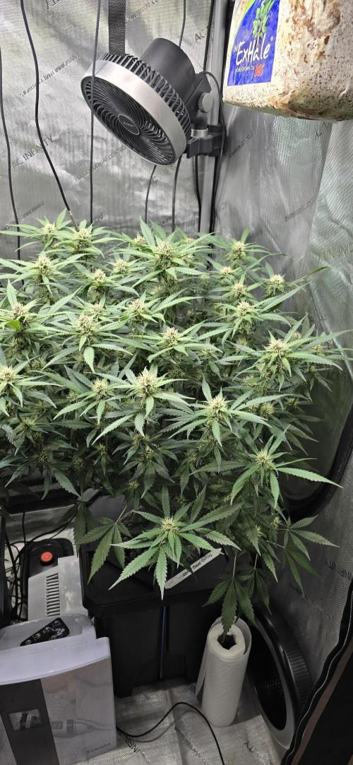 Papaya/Lemon Cherry Cookies. Week 8 - 11/20/2025 
Lemon Cherry Cookies 