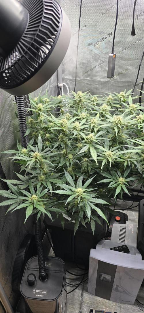 Papaya/Lemon Cherry Cookies. Week 8 - 11/20/2025 
Papaya Cookies 