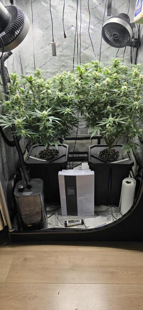 Papaya/Lemon Cherry Cookies. Week 8 - 11/20/2025 
Both laides 