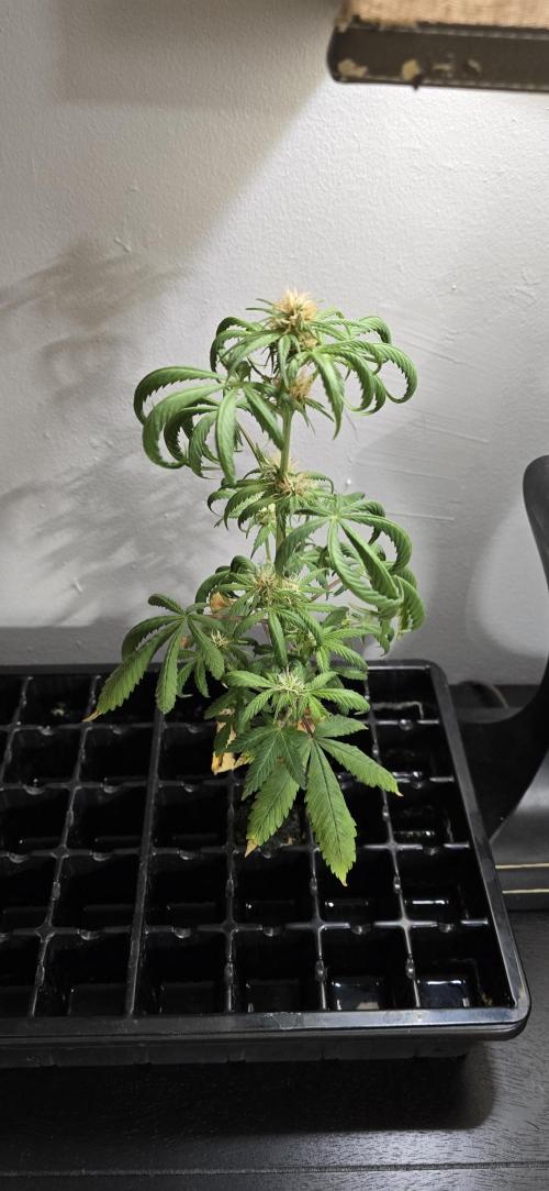 Papaya/Lemon Cherry Cookies. Week 8 - 11/20/2025 
The Other One...