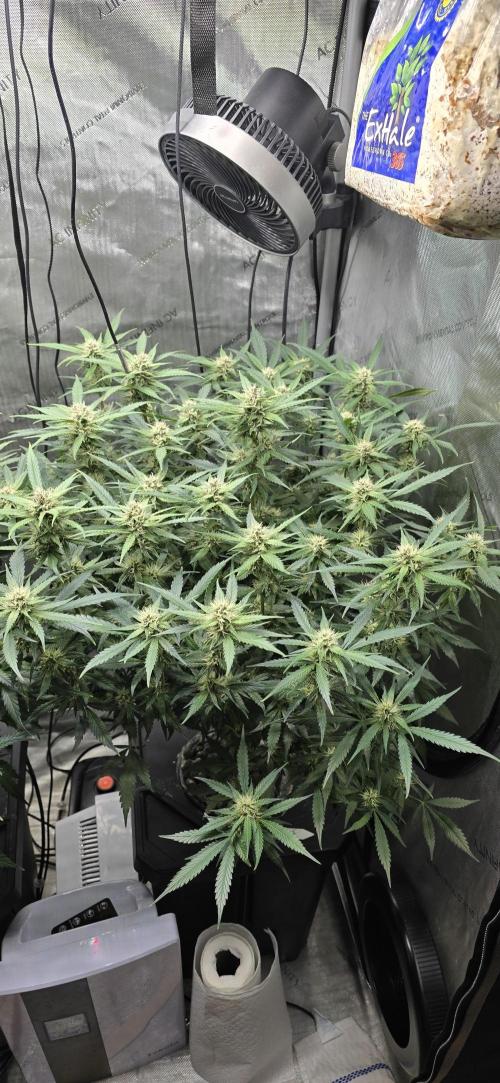 Papaya/Lemon Cherry Cookies. Week 8 - 11/22/2025 
Lemon Cherry Cookies 