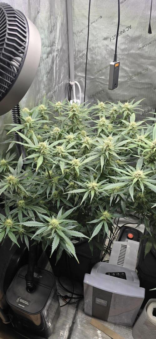 Papaya/Lemon Cherry Cookies. Week 8 - 11/22/2025 
Papaya Cookies 