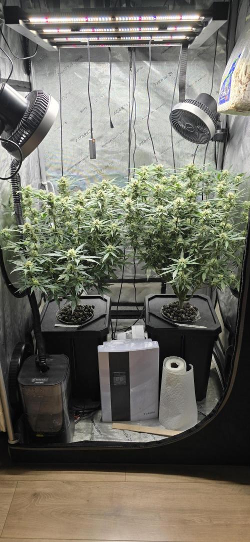 Papaya/Lemon Cherry Cookies. Week 8 - 11/22/2025 
Both Ladies