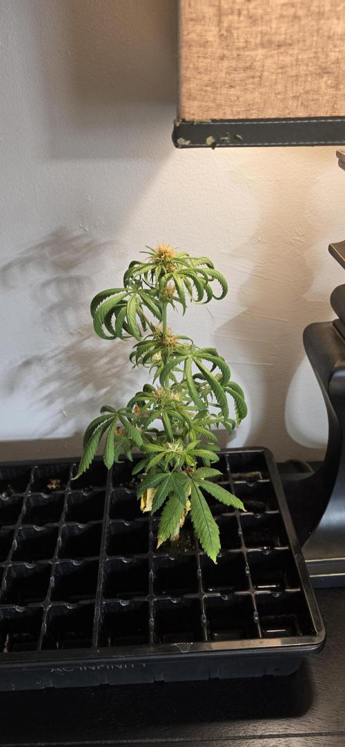 Papaya/Lemon Cherry Cookies. Week 8 - 11/22/2025 
The Other One 
SMH 