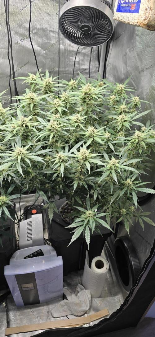 Papaya/Lemon Cherry Cookies. Week 8 - 11/24/2025 
Lemon Cherry Cookies 