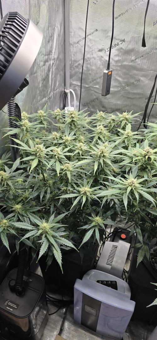 Papaya/Lemon Cherry Cookies. Week 8 - 11/24/2025 
Papaya Cookies 