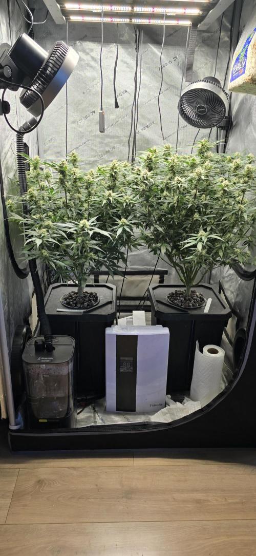 Papaya/Lemon Cherry Cookies. Week 8 - 11/24/2025 
Both Ladies 