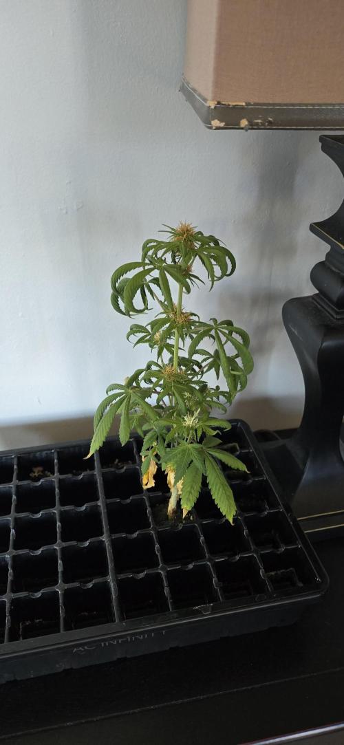 Papaya/Lemon Cherry Cookies. Week 8 - 11/24/2025 
The Other One 
What's with the red buds? 