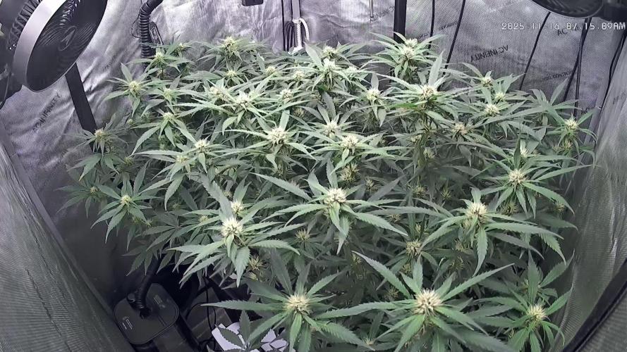 Papaya/Lemon Cherry Cookies