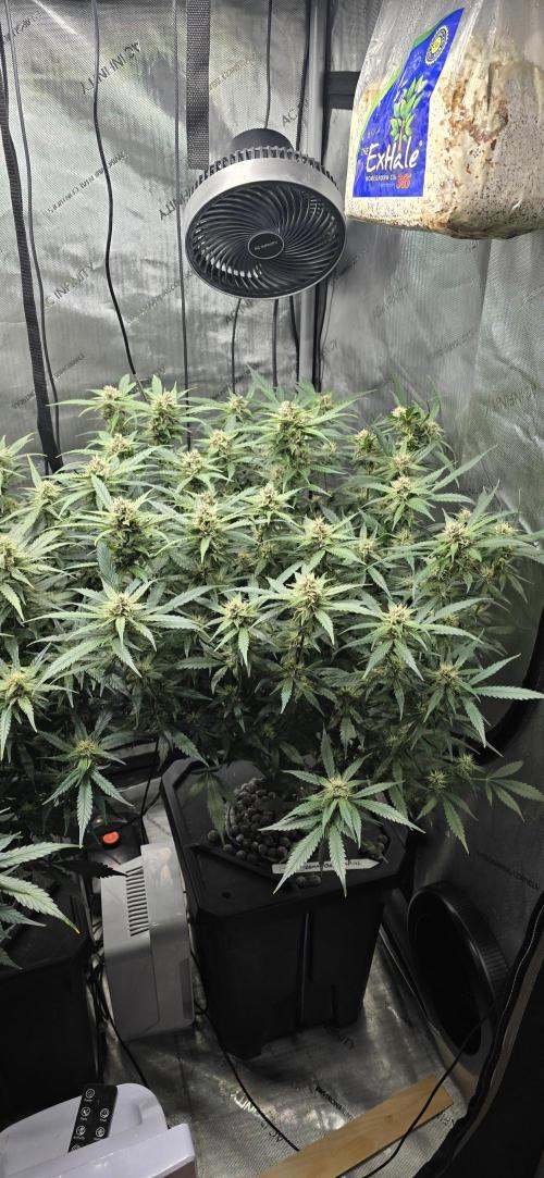 Papaya/Lemon Cherry Cookies. Week 9 - 11/25/2025 
Lemon Cherry Cookies 