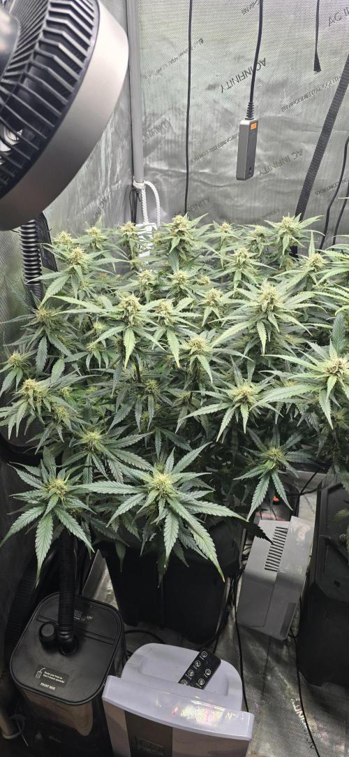 Papaya/Lemon Cherry Cookies. Week 9 - 11/25/2025 
Papaya Cookies 