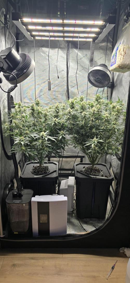 Papaya/Lemon Cherry Cookies. Week 9 - 11/25/2025 
Both Ladies