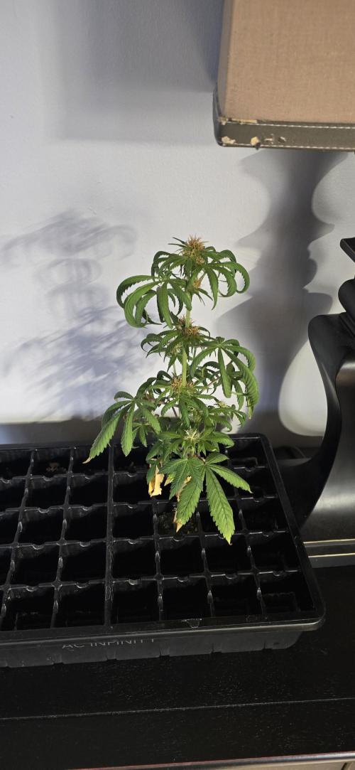 Papaya/Lemon Cherry Cookies. Week 9 - 11/25/2025 
The Other One 
Chuggin Along