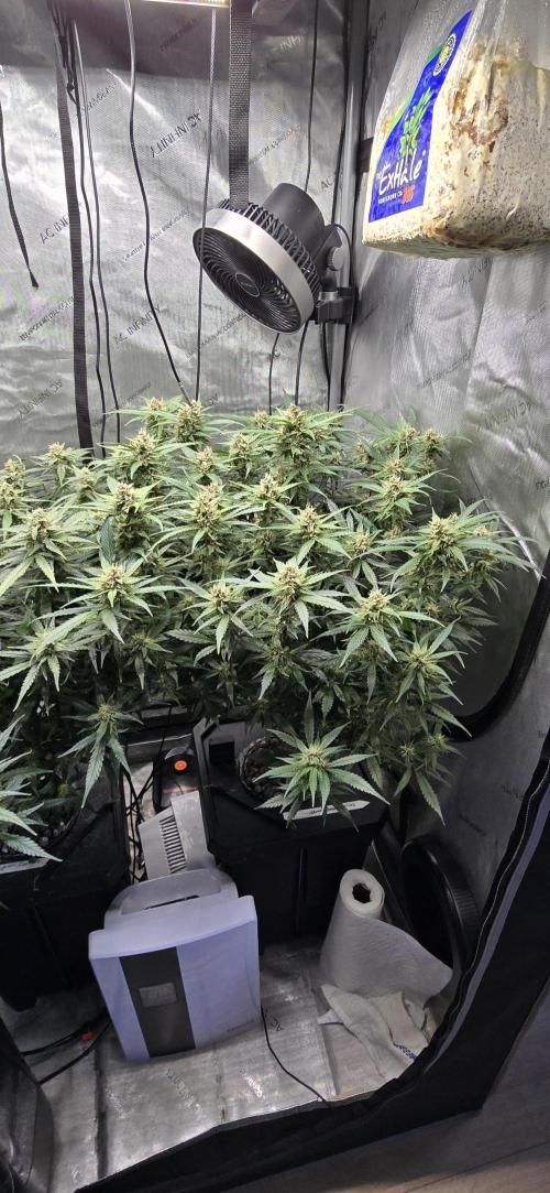 Papaya/Lemon Cherry Cookies. Week 9 - 11/29/2025 
Lemon Cherry Cookies 