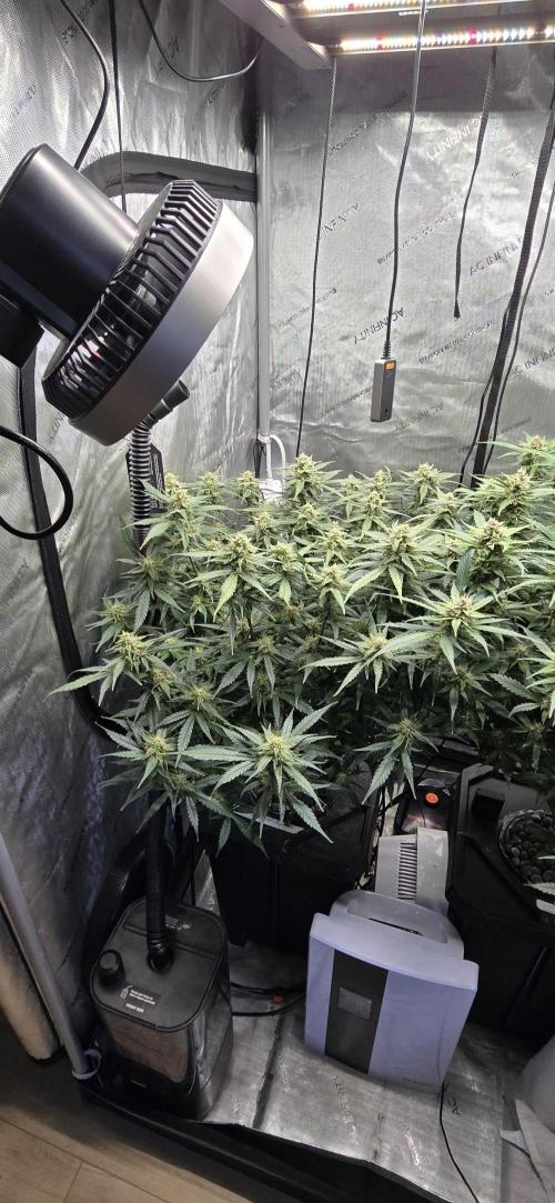 Papaya/Lemon Cherry Cookies. Week 9 - 11/29/2025 
Papaya Cookies 