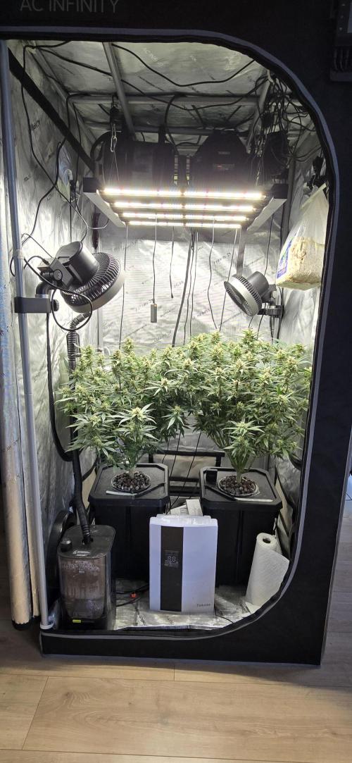 Papaya/Lemon Cherry Cookies. Week 9 - 11/29/2025 
Both Laides