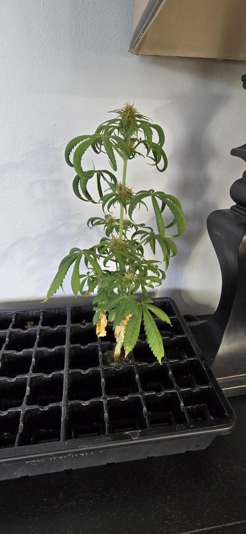 Papaya/Lemon Cherry Cookies. Week 9 - 11/29/2025 
The Other One 
Lol