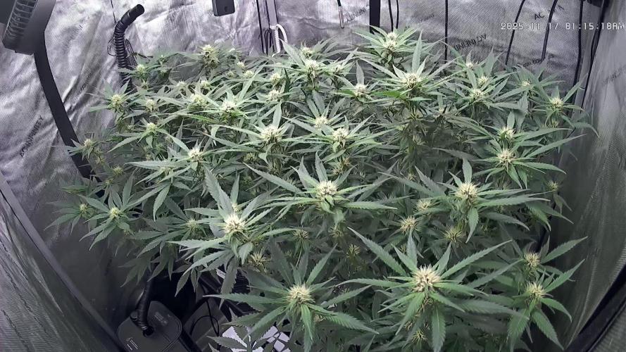 Papaya/Lemon Cherry Cookies