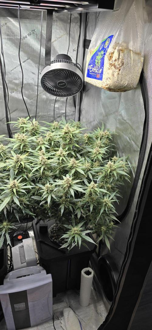 Papaya/Lemon Cherry Cookies. Week 10 - 12/02/2025 
Lemon Cherry Cookies 