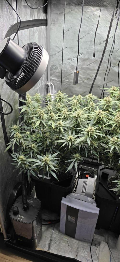 Papaya/Lemon Cherry Cookies. Week 10 - 12/02/2025 
Papaya Cookies 