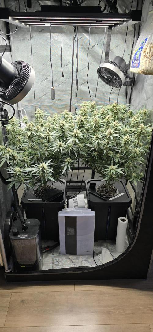 Papaya/Lemon Cherry Cookies. Week 10 - 12/02/2025 
Both Ladies 
