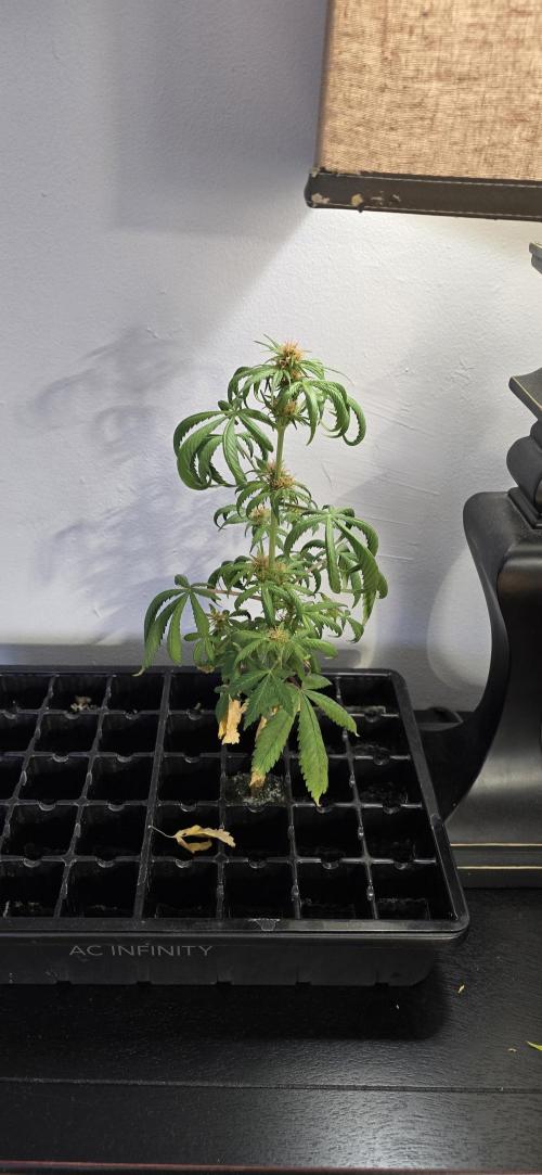 Papaya/Lemon Cherry Cookies. Week 10 - 12/02/2025 
The Other One