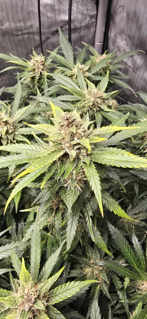 Papaya/Lemon Cherry Cookies. Week 10 - 12/02/2025 
Lemon Cherry Cookies 
Top Cola