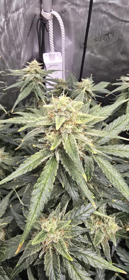 Papaya/Lemon Cherry Cookies. Week 10 - 12/02/2025 
Papaya Cookies 
Top Cola