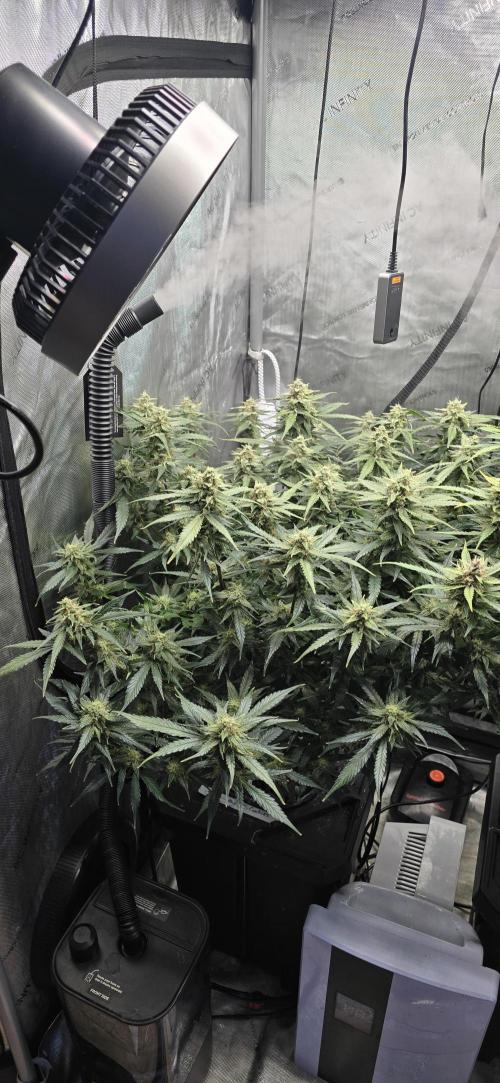 Papaya/Lemon Cherry Cookies. Week 10 - 12/04/2025 
Papaya Cookies 