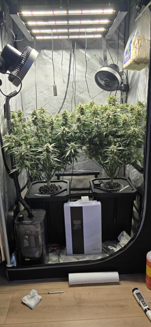 Papaya/Lemon Cherry Cookies. Week 10 - 12/04/2025 
Both Ladies 