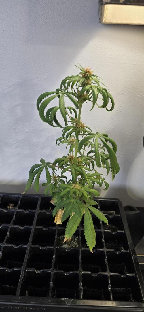 Papaya/Lemon Cherry Cookies. Week 10 - 12/04/2025 
The Other One