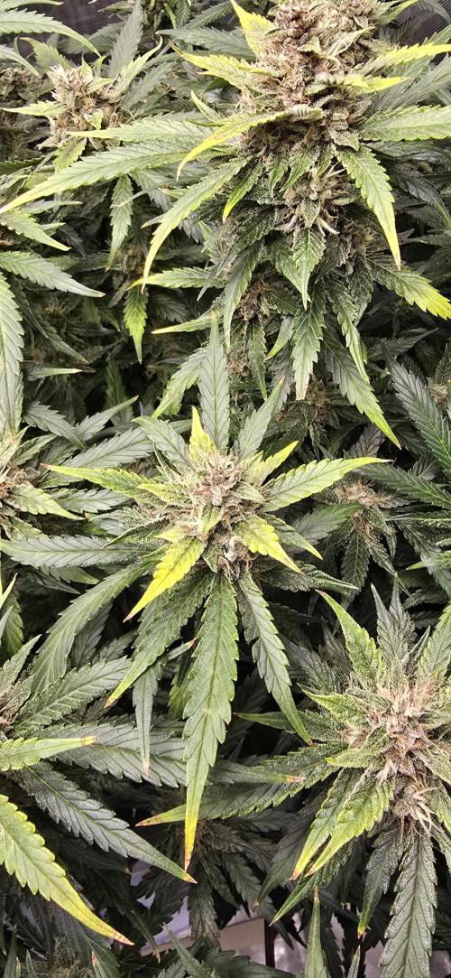 Papaya/Lemon Cherry Cookies. Week 10 - 12/04/2025 
Lemon Cherry Cookies 
Yellow! 