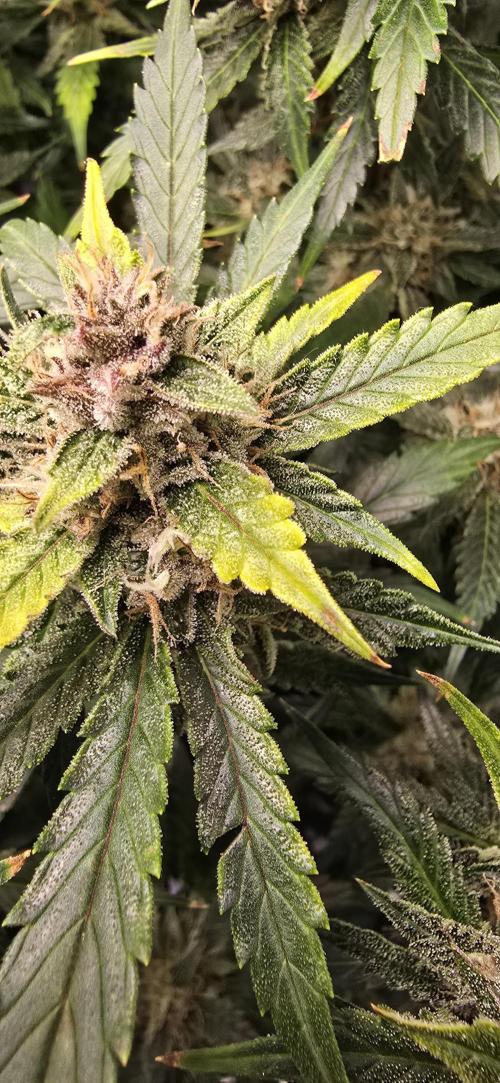 Papaya/Lemon Cherry Cookies. Week 10 - 12/04/2025 
Lemon Cherry Cookies 
Yellow leaf!