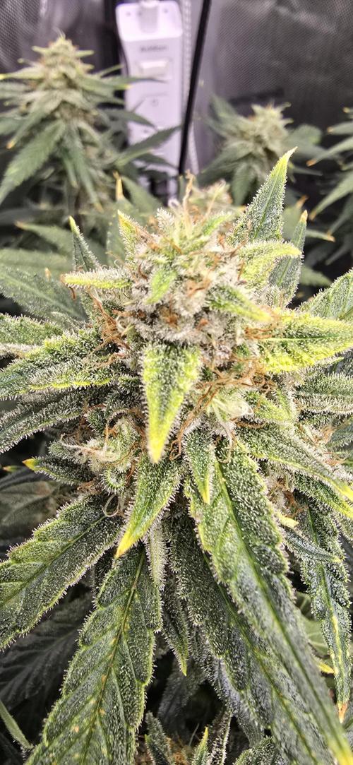 Papaya/Lemon Cherry Cookies. Week 10 - 12/04/2025 
Papaya Cookies 
Snowing on this lady 