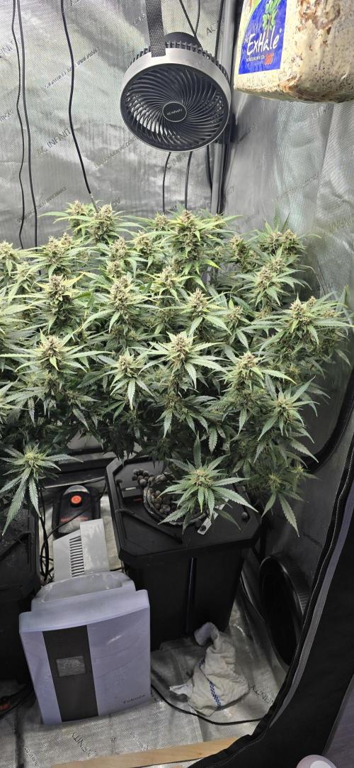 Papaya/Lemon Cherry Cookies. Week 10 - 12/04/2025 
Lemon Cherry Cookies 