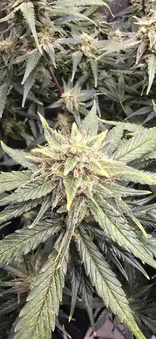 Papaya/Lemon Cherry Cookies. Week 10 - 12/06/2025