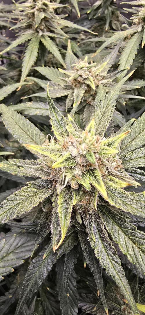 Papaya/Lemon Cherry Cookies. Week 10 - 12/06/2025