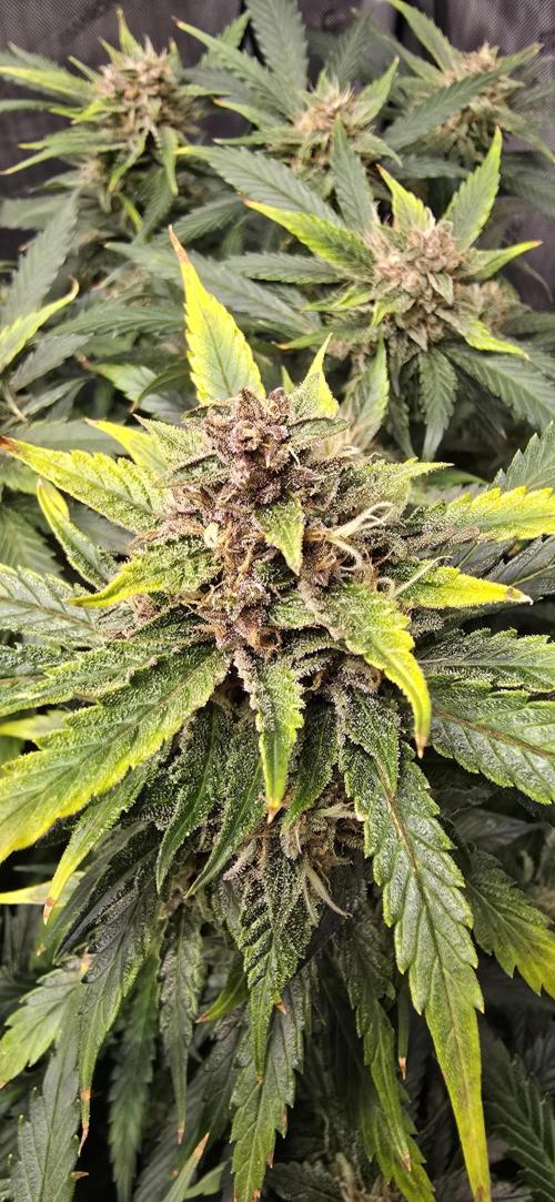 Papaya/Lemon Cherry Cookies. Week 10 - 12/06/2025