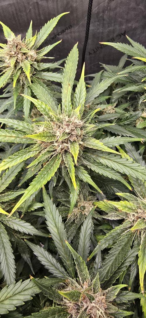 Papaya/Lemon Cherry Cookies. Week 10 - 12/06/2025