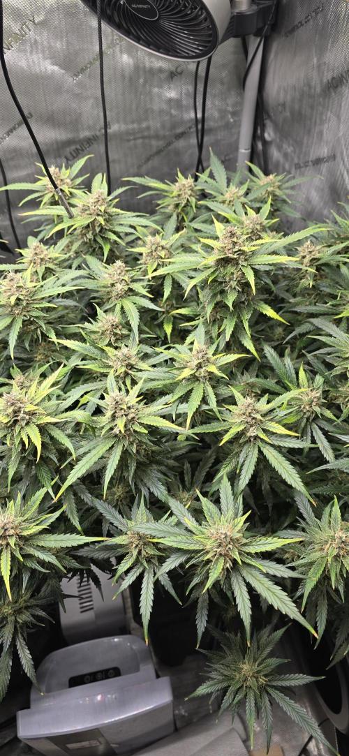 Papaya/Lemon Cherry Cookies. Week 10 - 12/06/2025