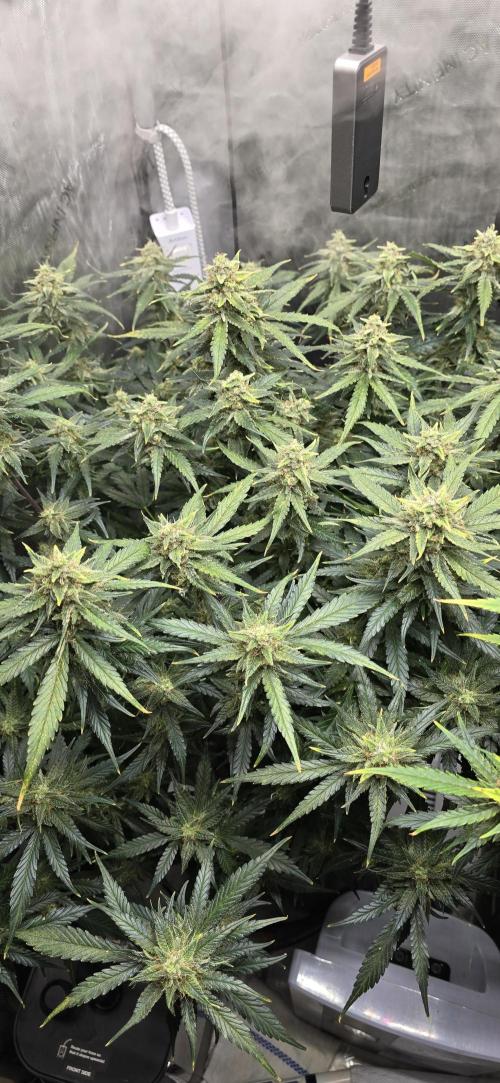 Papaya/Lemon Cherry Cookies. Week 10 - 12/06/2025