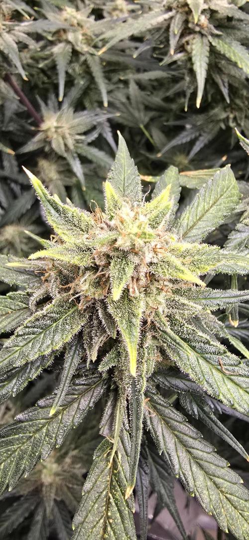 Papaya/Lemon Cherry Cookies. Week 10 - 12/06/2025