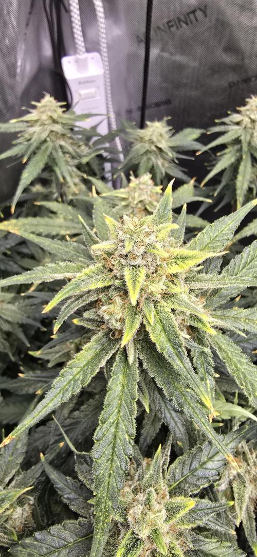 Papaya/Lemon Cherry Cookies. Week 10 - 12/06/2025