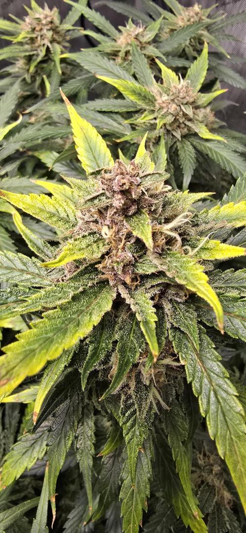 Papaya/Lemon Cherry Cookies. Week 10 - 12/06/2025