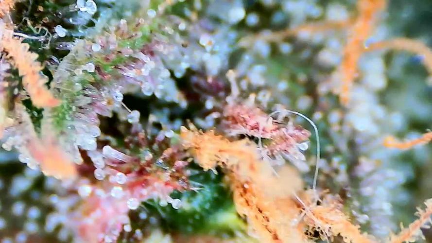 Papaya/Lemon Cherry Cookies